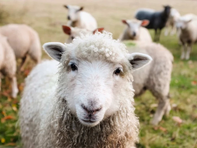 Zwarte Schaap In Horoscopen