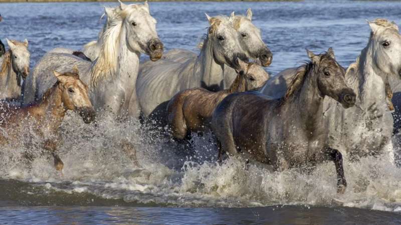 Veelvoorkomende Droomsymbolen Die Met Paarden In Verband Staan