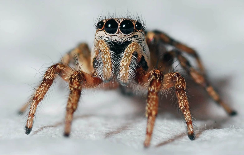 Interpretatie Van Dromen Over Tarantula'S