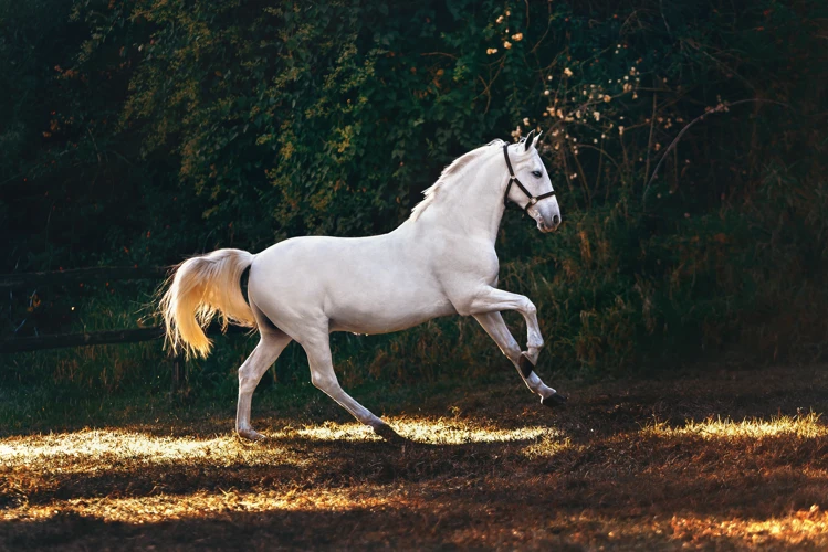 Interpretatie Van Paarden In Dromen