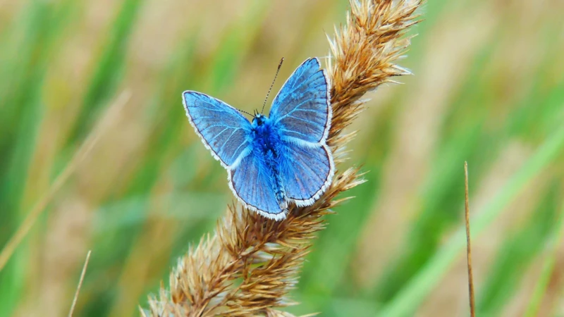 Interpretatie Van De Blauwe Vlinder