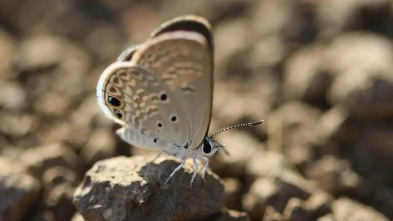 Betekenis Van Een Witte Vlinder In Het Dagelijks Leven