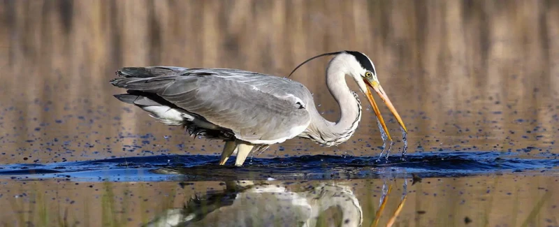 Betekenis Van De Grijze Reiger In Dromen