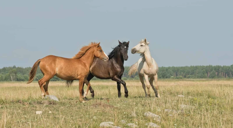 Boodschappen Achter Dromen Over Paarden