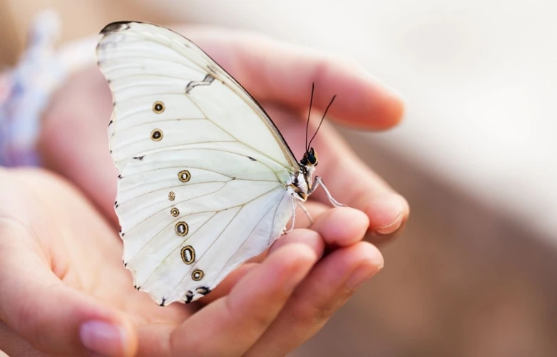 Symboliek Van Een Witte Vlinder