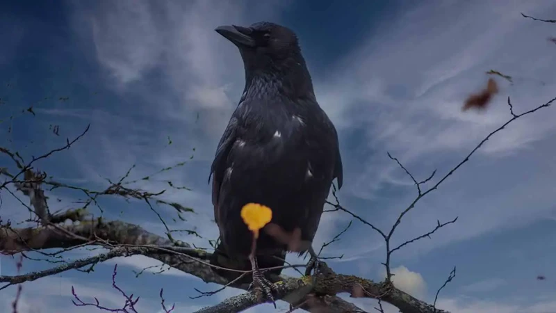 Tamme Kraaien En Andere Huisdieren