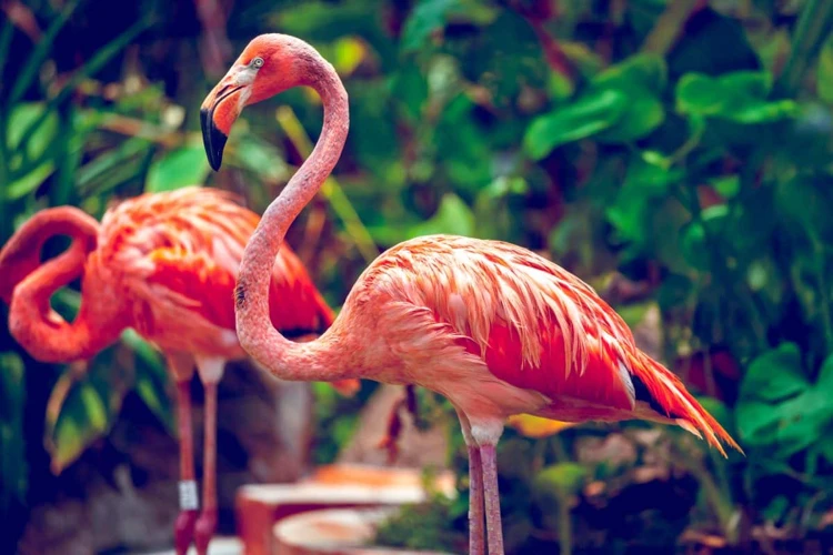 De Flamingo In Verschillende Culturen