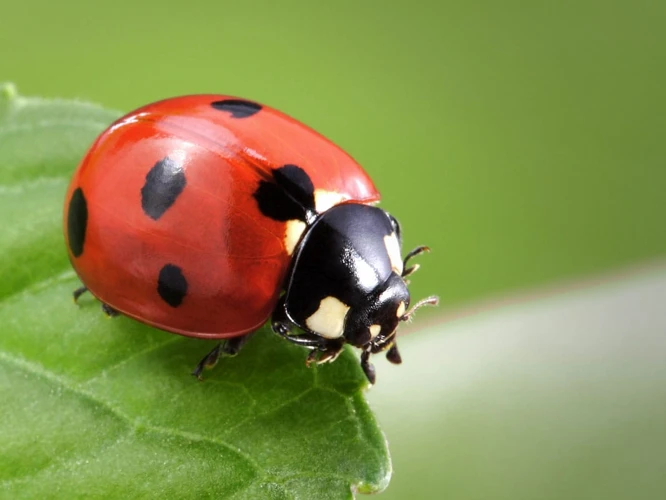 De Betekenis Van Het Lieveheersbeestje In Je Dromen