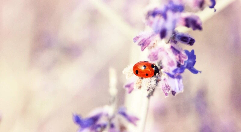 De Rol Van Lieveheersbeestjes In De Natuur