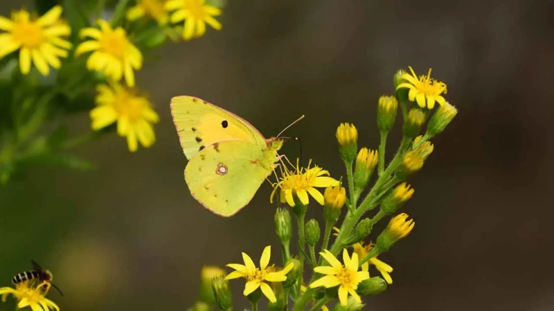 De Symboliek Van De Gele Vlinder