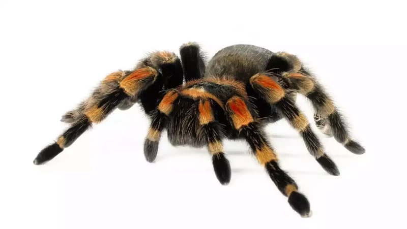 Wat Zijn Tarantula'S?