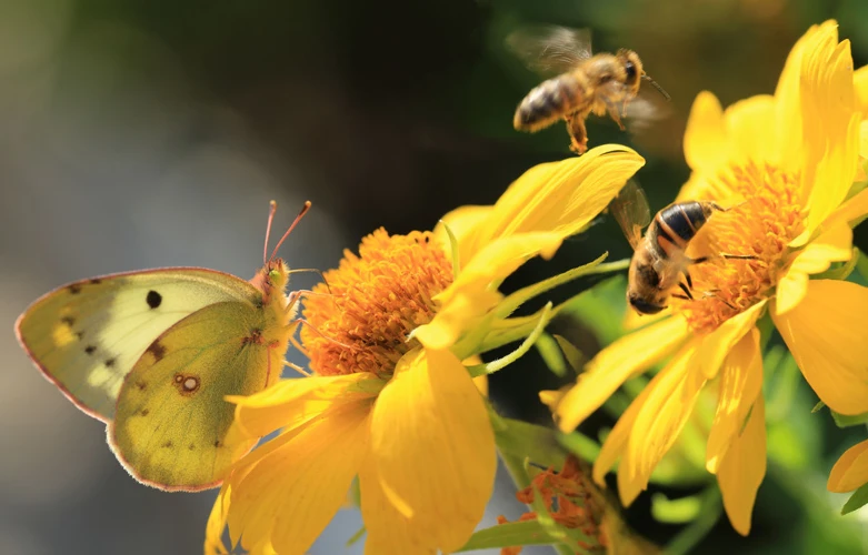 Gele Vlinder Als Spiritueel Symbool